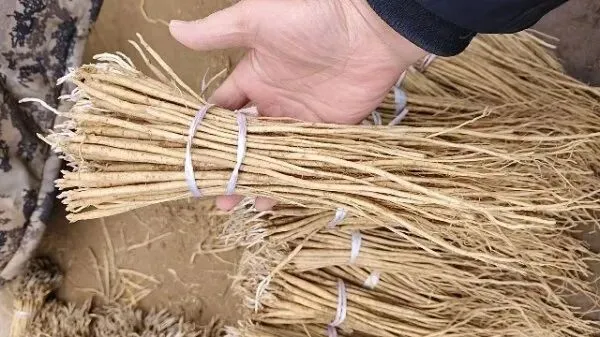 2026年3月30日岷县中药材市场快讯(黄芪种苗上货量陆续增加)