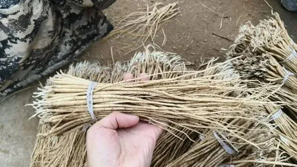 2026年3月30日岷县中药材市场快讯(黄芪种苗上货量陆续增加)