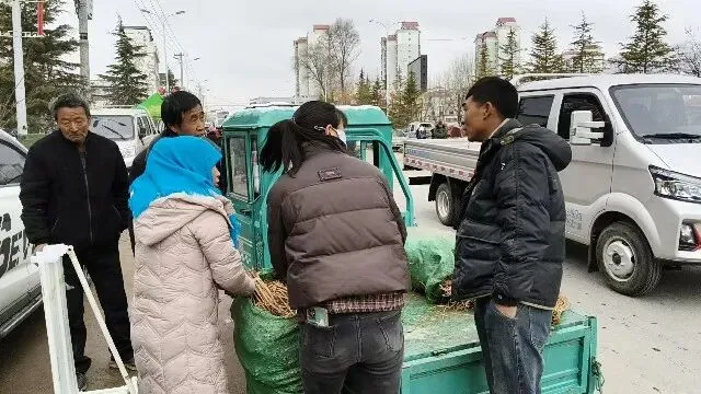 2026年3月30日岷县中药材市场快讯(黄芪种苗上货量陆续增加)