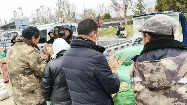 2026年3月30日岷县中药材市场快讯(黄芪种苗上货量陆续增加)