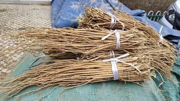 2026年3月30日岷县中药材市场快讯(黄芪种苗上货量陆续增加)