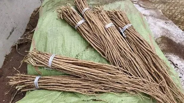 2026年3月30日岷县中药材市场快讯(黄芪种苗上货量陆续增加)