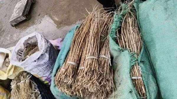 2026年3月30日岷县中药材市场快讯(黄芪种苗上货量陆续增加)