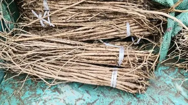 2026年3月30日岷县中药材市场快讯(黄芪种苗上货量陆续增加)