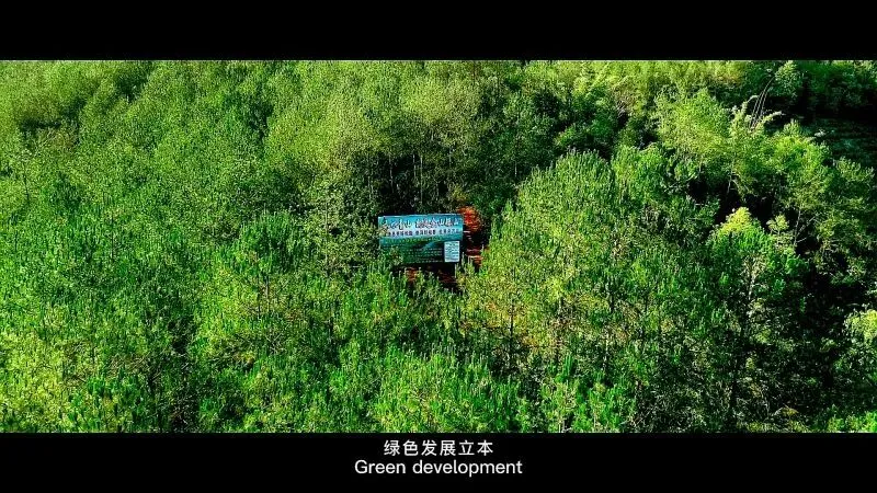 理性看待思茅松松脂市场变化,防范风险为上