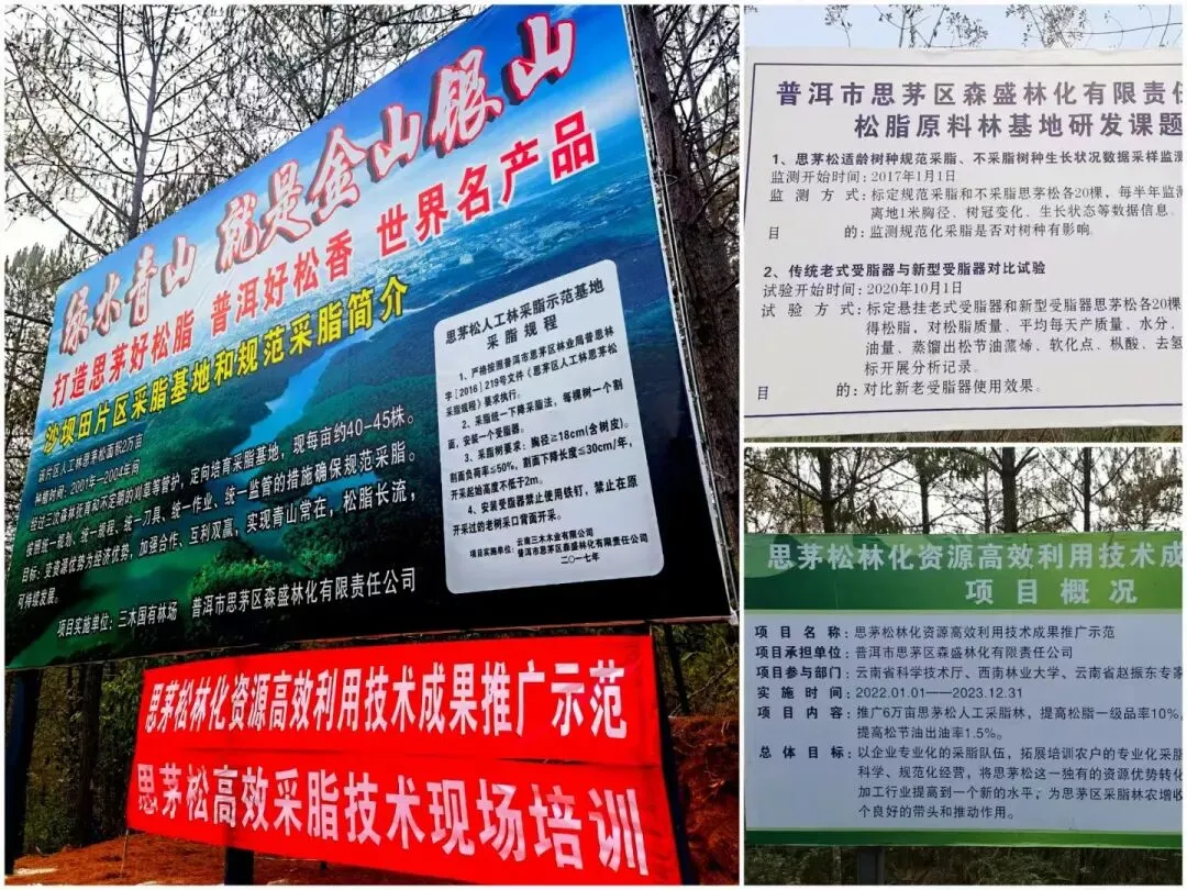 理性看待思茅松松脂市场变化,防范风险为上