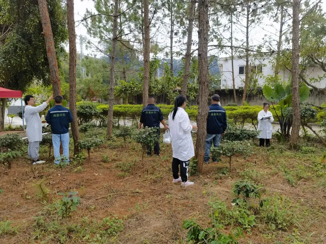 理性看待思茅松松脂市场变化,防范风险为上