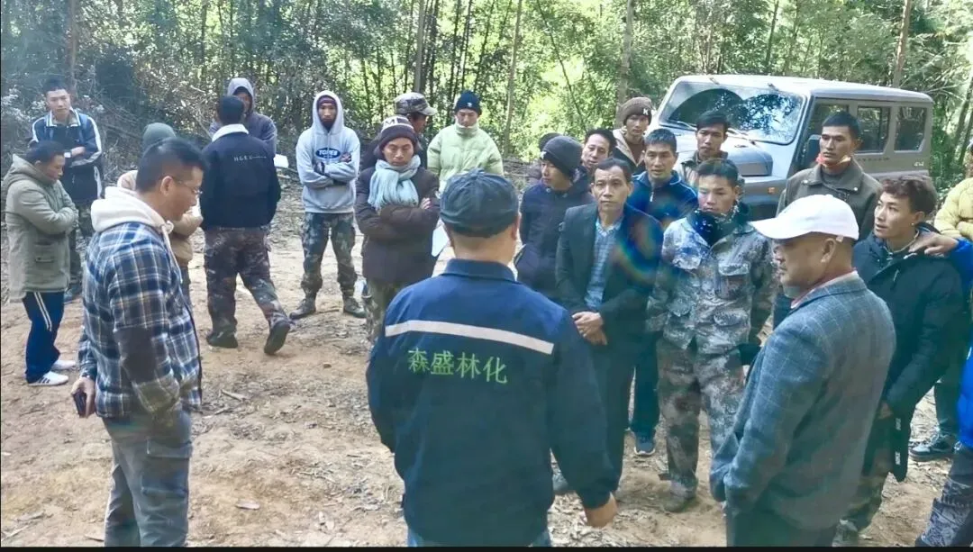 理性看待思茅松松脂市场变化,防范风险为上