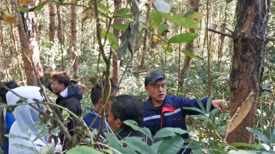 理性看待思茅松松脂市场变化,防范风险为上