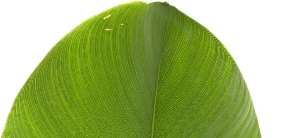 深圳市市场监督管理局关于举办2026年深圳市知识产权领域专项资金核准制项目资助政策宣讲会的培训通知