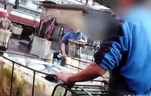 央视曝光!这种“假活鱼”流入市场,伤肝只是开始,很多人还在吃