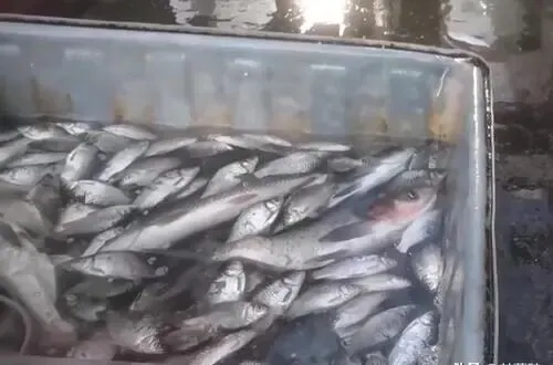 央视曝光!这种“假活鱼”流入市场,伤肝只是开始,很多人还在吃
