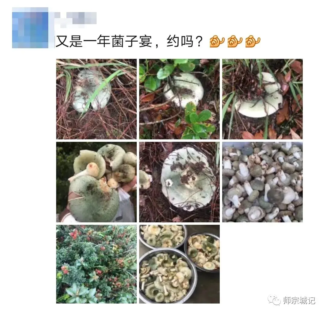 师宗市场上这12种菌,你吃过几种?