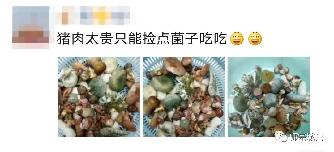 师宗市场上这12种菌,你吃过几种?