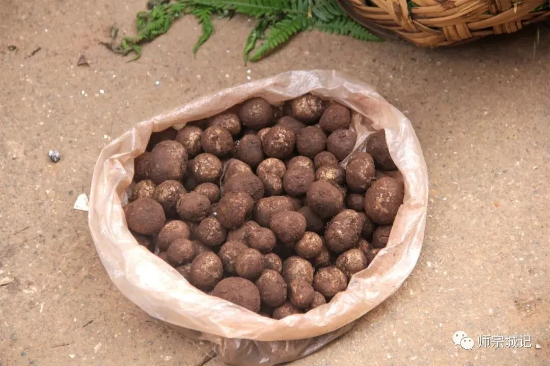 师宗市场上这12种菌,你吃过几种?