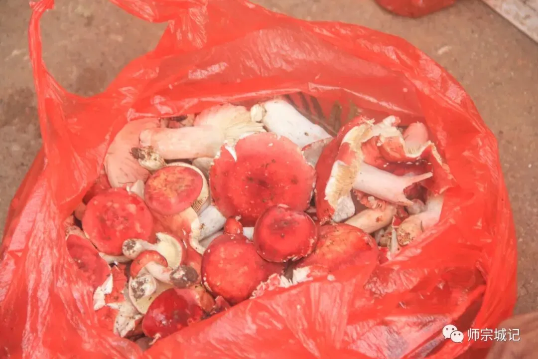 师宗市场上这12种菌,你吃过几种?