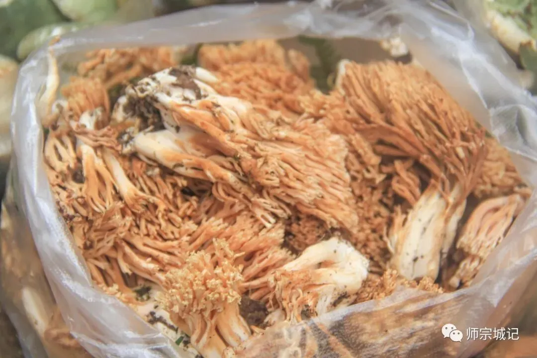 师宗市场上这12种菌,你吃过几种?