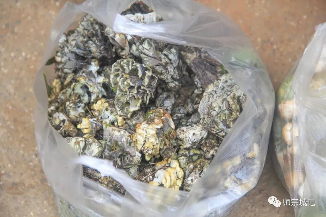 师宗市场上这12种菌,你吃过几种?