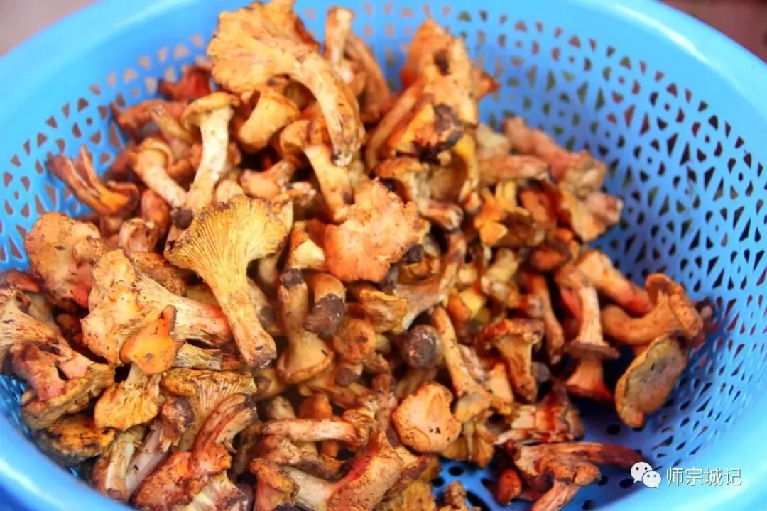 师宗市场上这12种菌,你吃过几种?