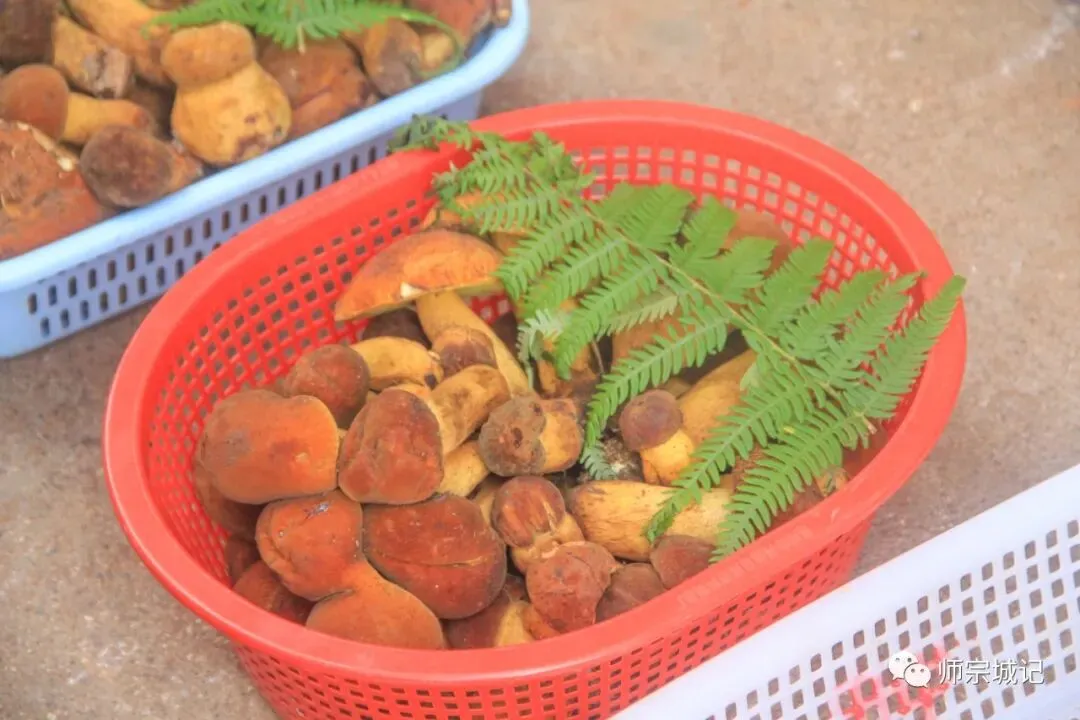 师宗市场上这12种菌,你吃过几种?