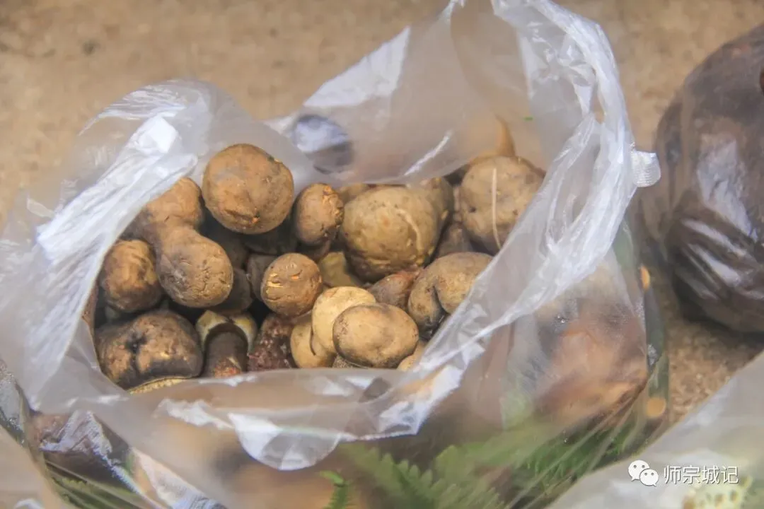 师宗市场上这12种菌,你吃过几种?