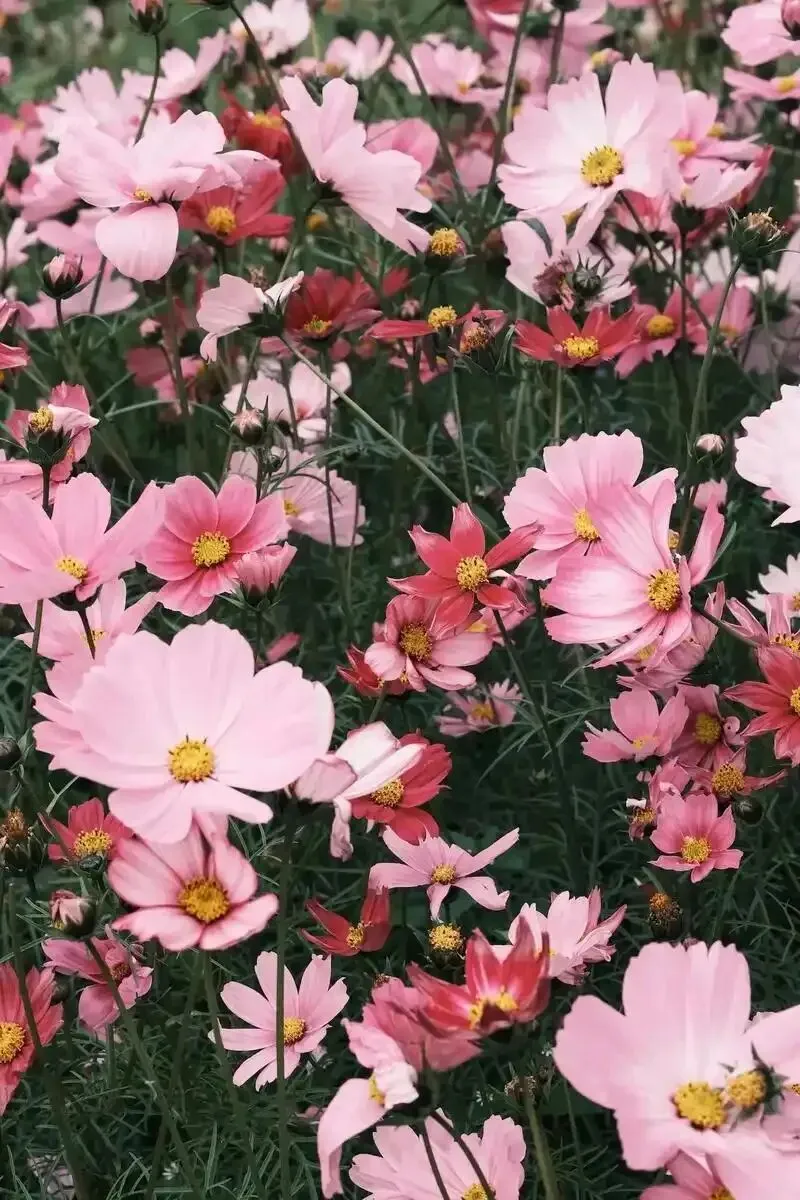 Emily的营销观察