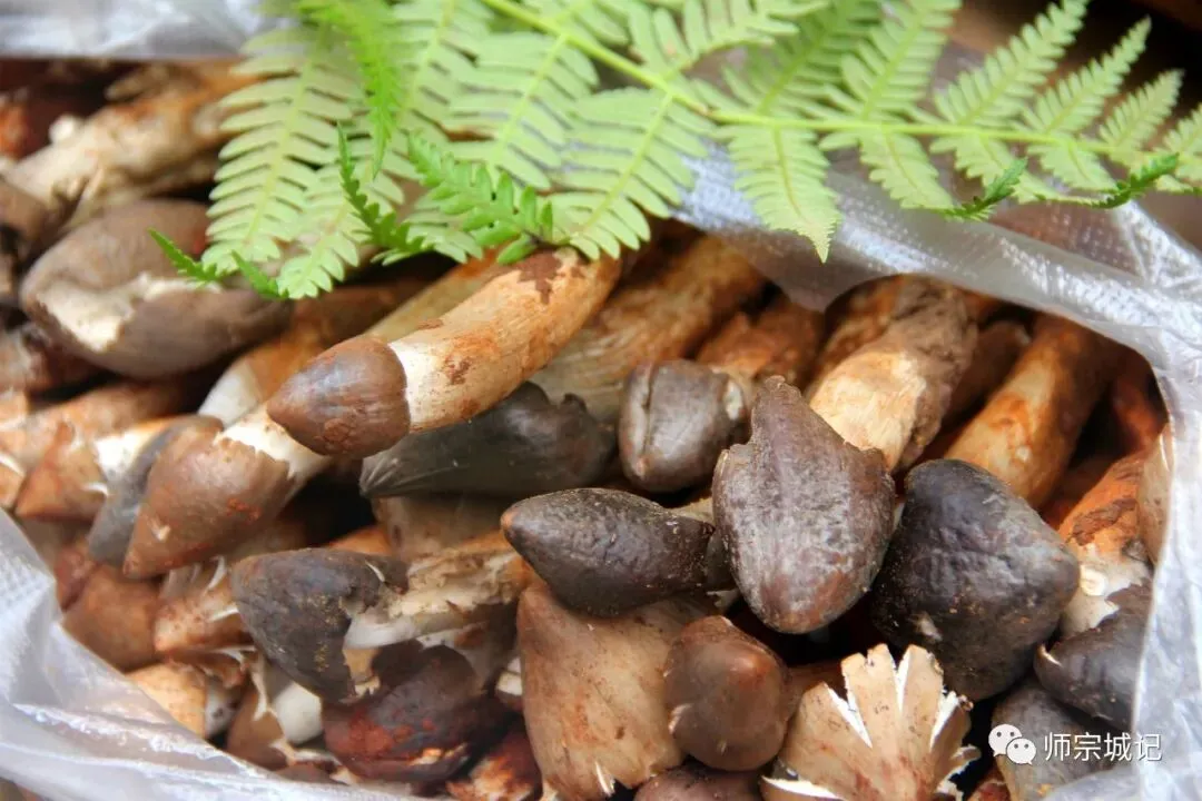 师宗市场上这12种菌,你吃过几种?
