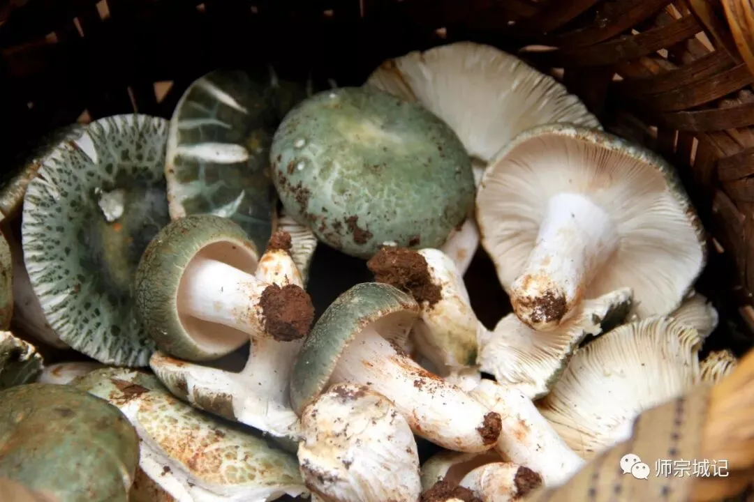 师宗市场上这12种菌,你吃过几种?