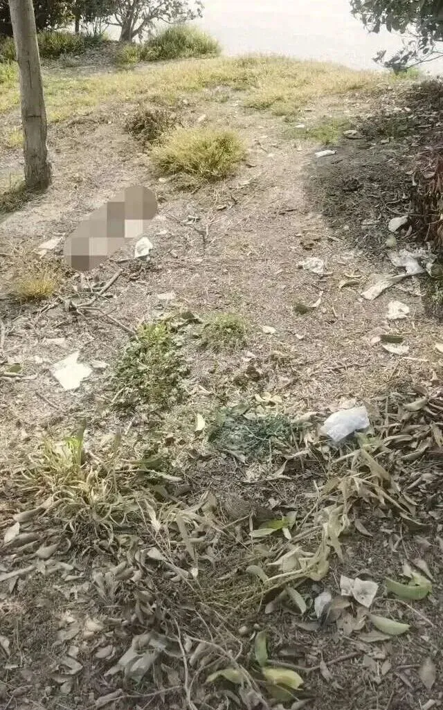 太恶心了!盐城富民市场对面绿化带变“露天厕所”好几年