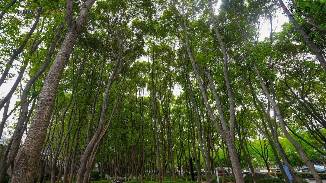 大涨!金茂又一次引爆市场!