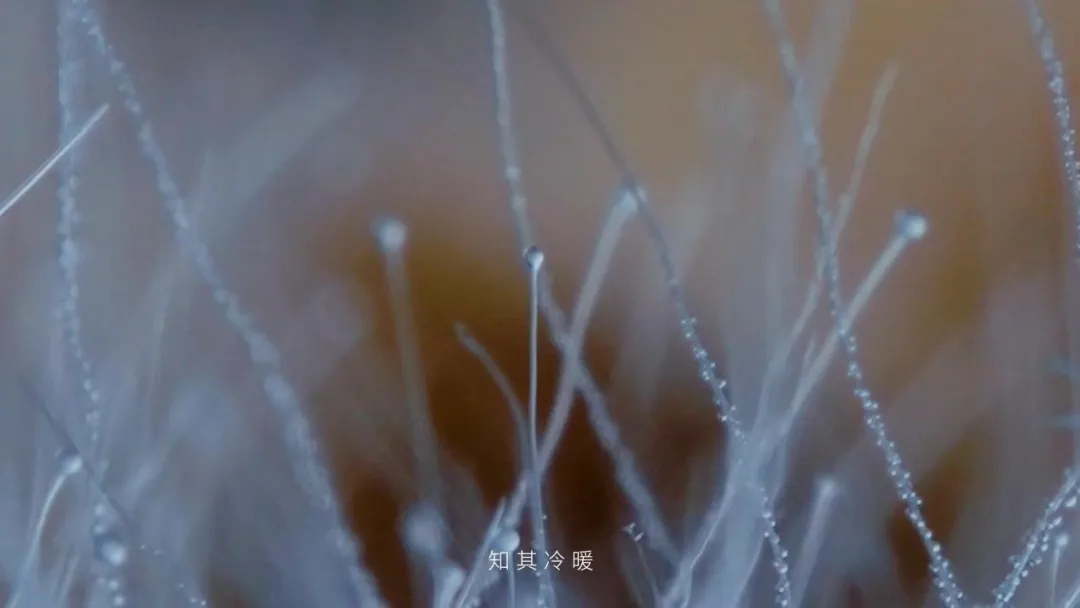 白酒营销元年,这条电影级TVC绝了!