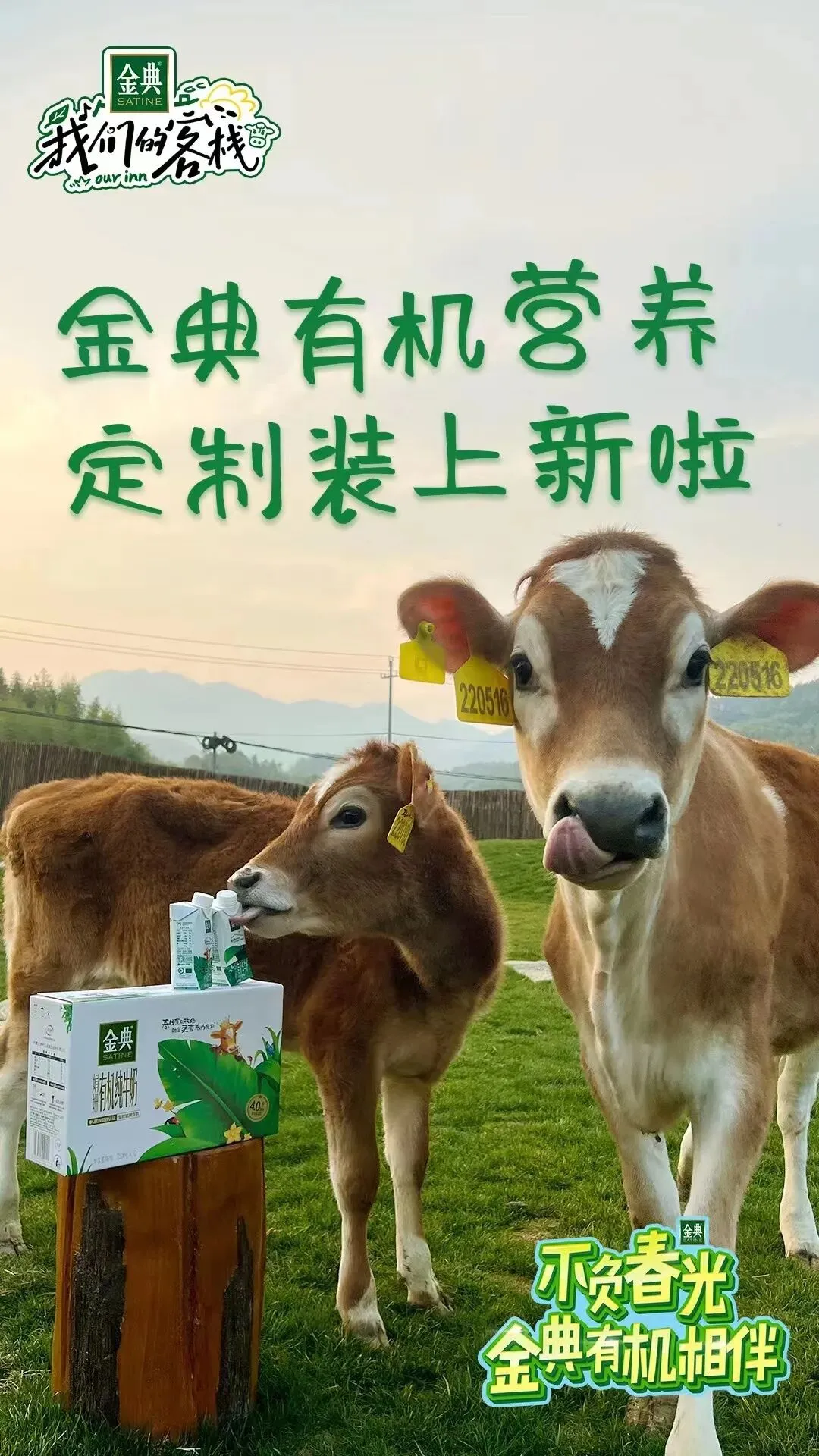 扎堆做“春日营销”,为什么只有伊利让人上头?