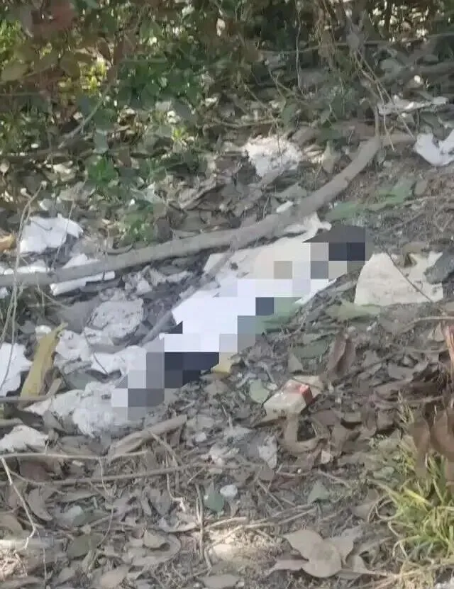 太恶心了!富民市场对面绿化带变“露天厕所”好几年