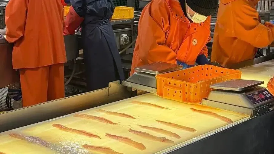 市场分析 | 2026年1—2月鳕类出口强劲增长,整体表现稳健