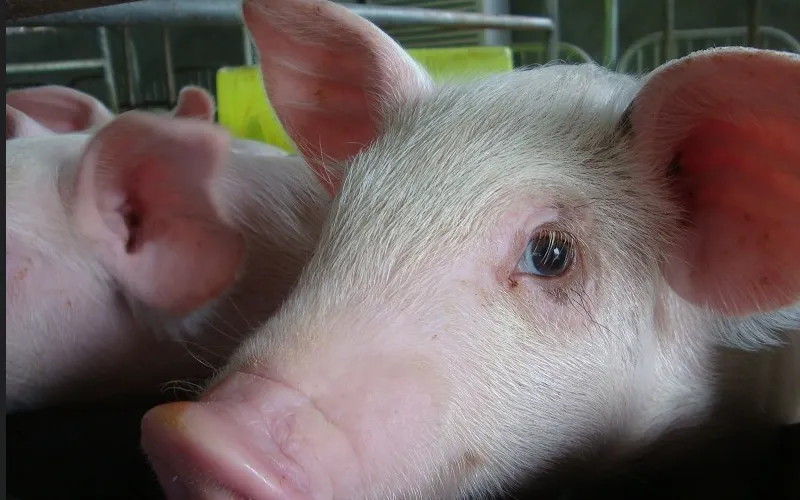 【BOYAR监测】生猪市场每日简评【3.30】