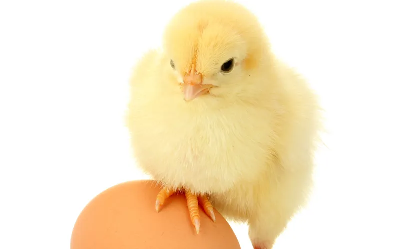 【铁骑力士特约】家禽市场每日简评【3.30】