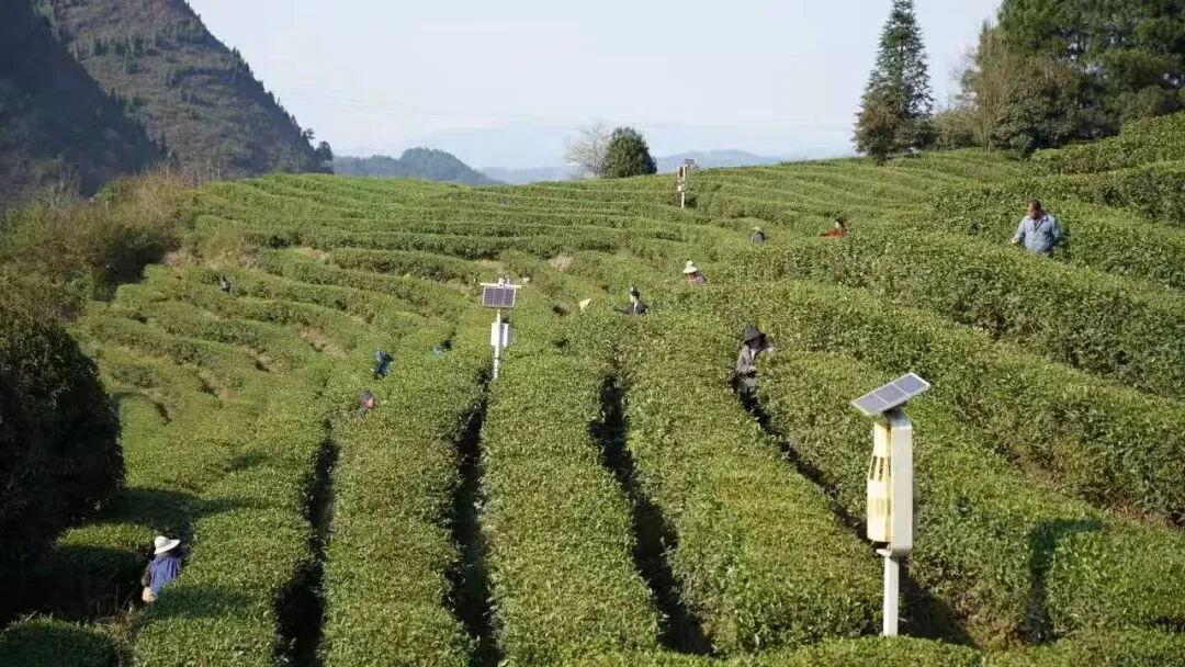 丹寨:指尖争春采茶忙 茶企赶单供市场