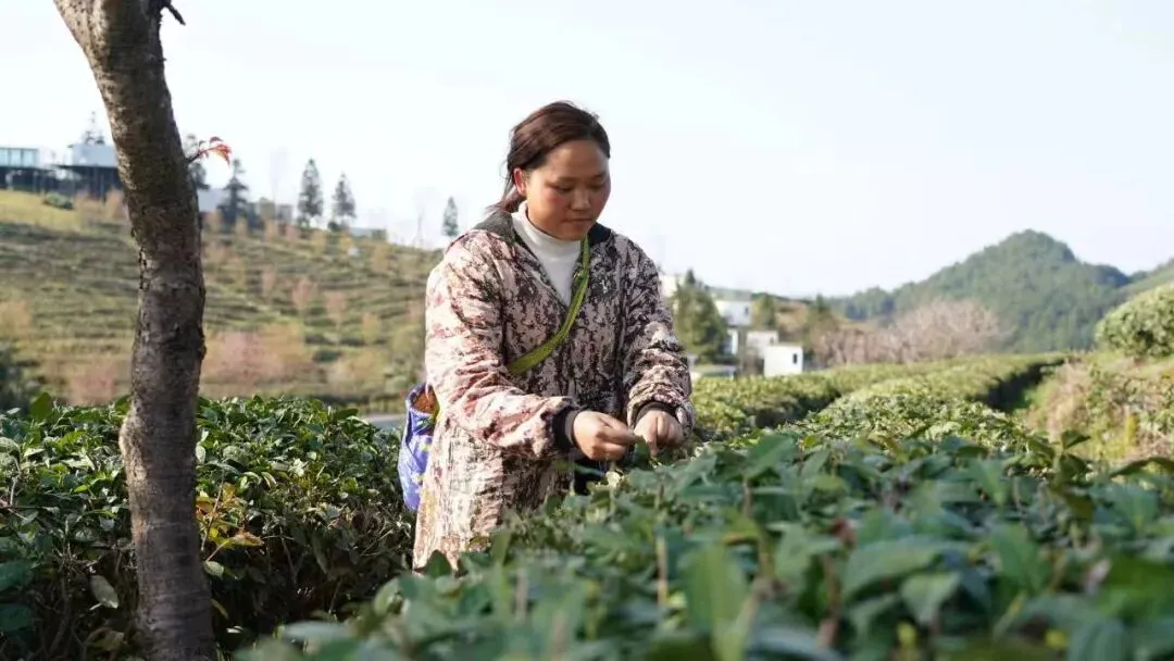 丹寨:指尖争春采茶忙 茶企赶单供市场