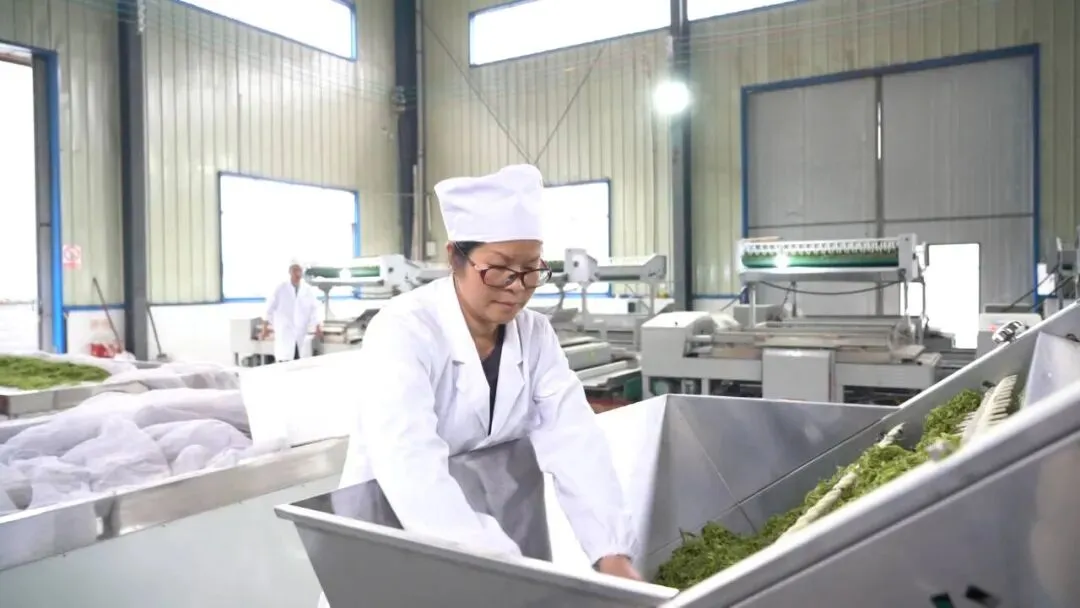 丹寨:指尖争春采茶忙 茶企赶单供市场