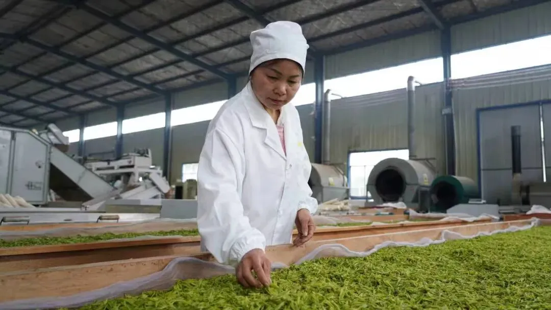 丹寨:指尖争春采茶忙 茶企赶单供市场