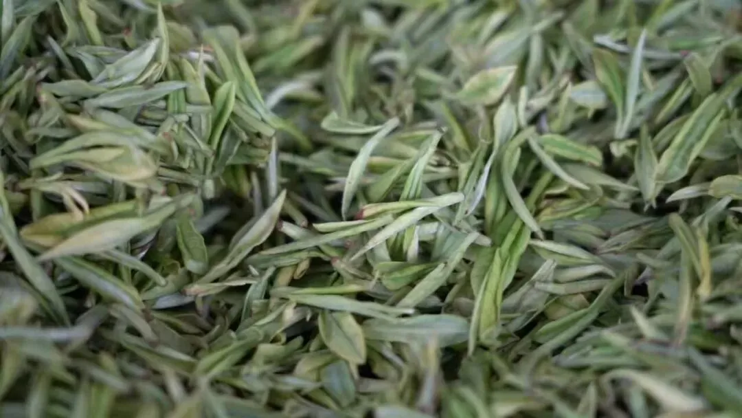 丹寨:指尖争春采茶忙 茶企赶单供市场