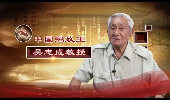 【苗三尺十三膏】黄金爆品,严格市场保护,诚招代理商!