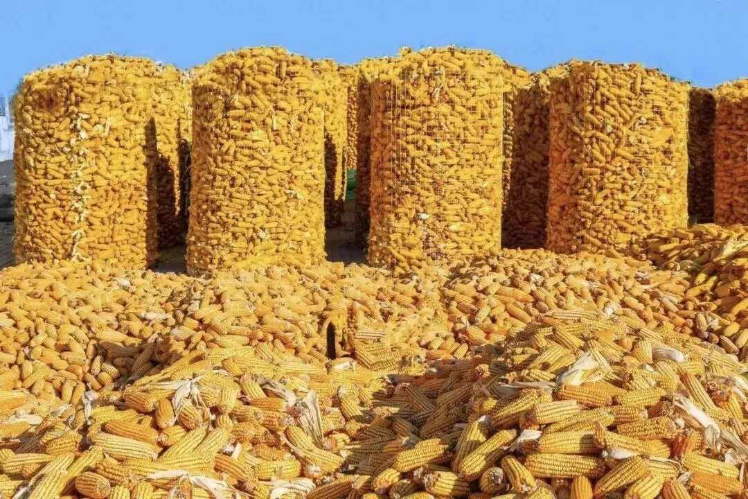 守得云开见月明:玉米市场短期偏弱不改长期价值底色