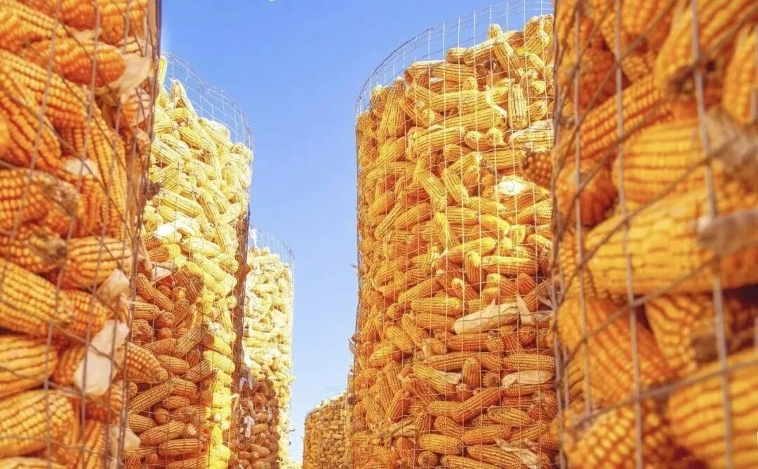 守得云开见月明:玉米市场短期偏弱不改长期价值底色