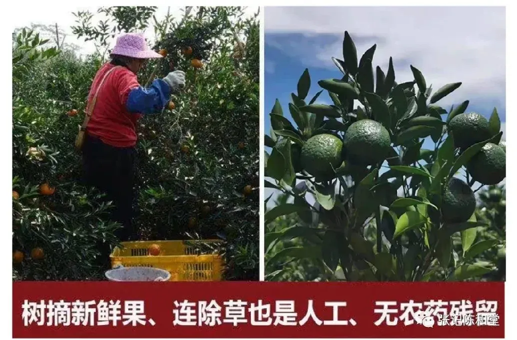 崩了,陈皮市场暴雷了!