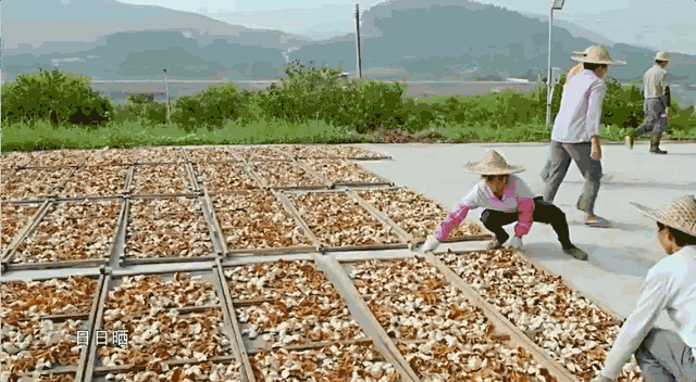 崩了,陈皮市场暴雷了!