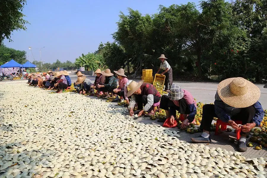 崩了,陈皮市场暴雷了!