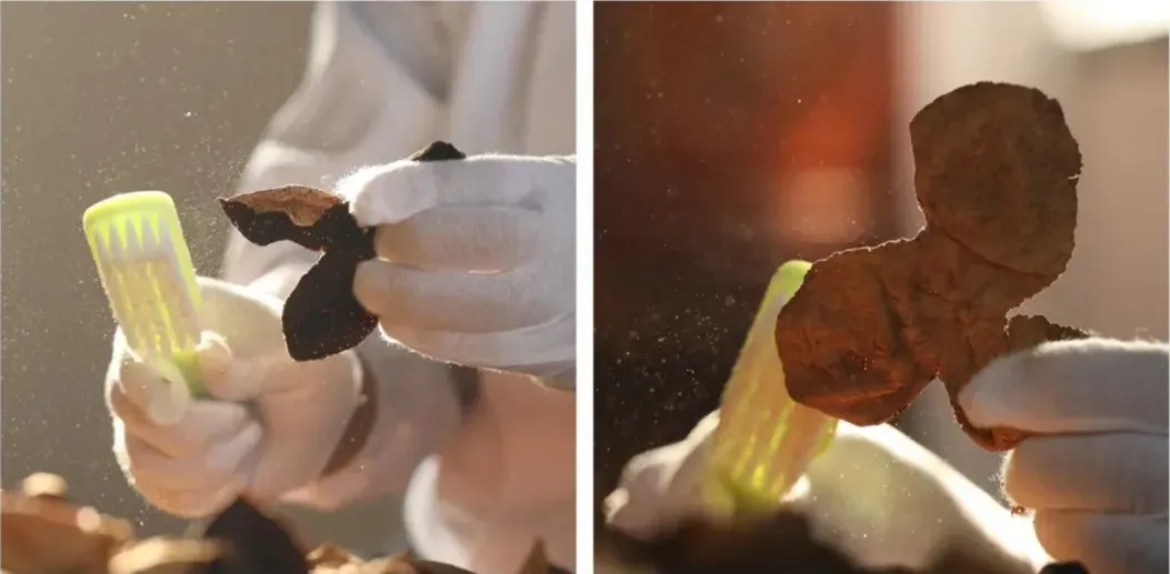 崩了,陈皮市场暴雷了!