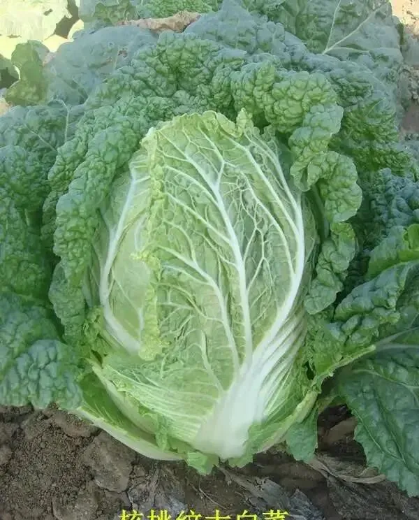 市场上消失近30年!老专家默默留种,在房柁上保住老种子