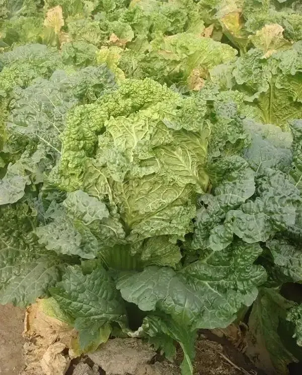 市场上消失近30年!老专家默默留种,在房柁上保住老种子